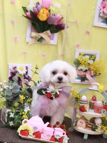 20230326マルちゃん